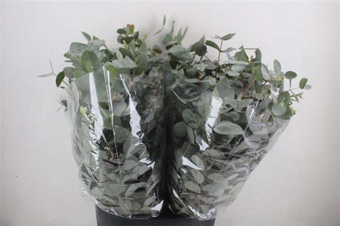 <h4>Euca Cinerea Short 150gr P Bunch</h4>