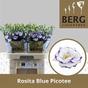 Eus G Rosita Blue Picotee