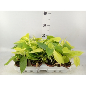 Epipremnum pinn. 'Golden Pothos'
