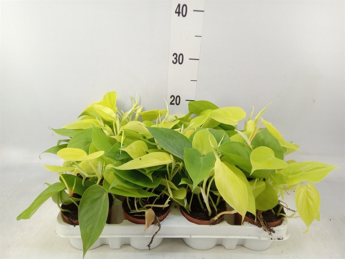 <h4>Epipremnum pinn. 'Golden Pothos'</h4>