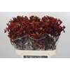 Anigozanthos Early Spring
