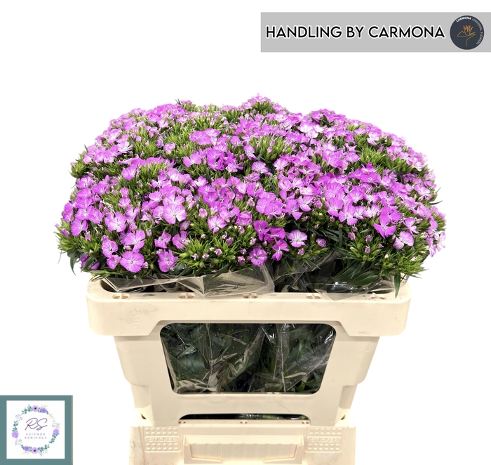 <h4>DI BARB AM LAVEN MAG</h4>