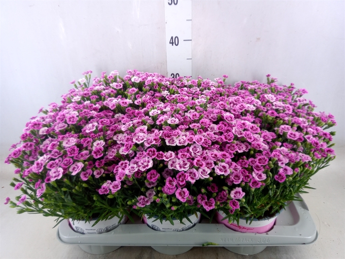 <h4>Dianthus  'Pink Kisses'</h4>
