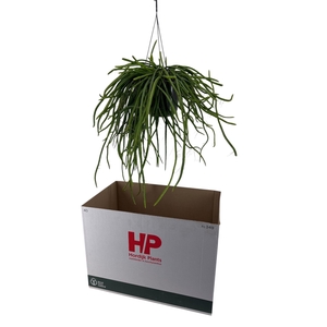 RHIPSALIS OV
