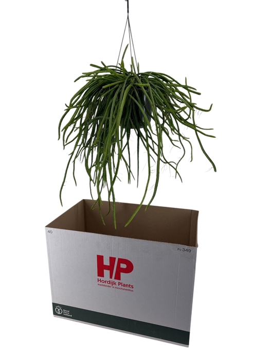 <h4>RHIPSALIS OV</h4>