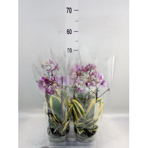 Phalaenopsis multi. 'Magic Leaf'