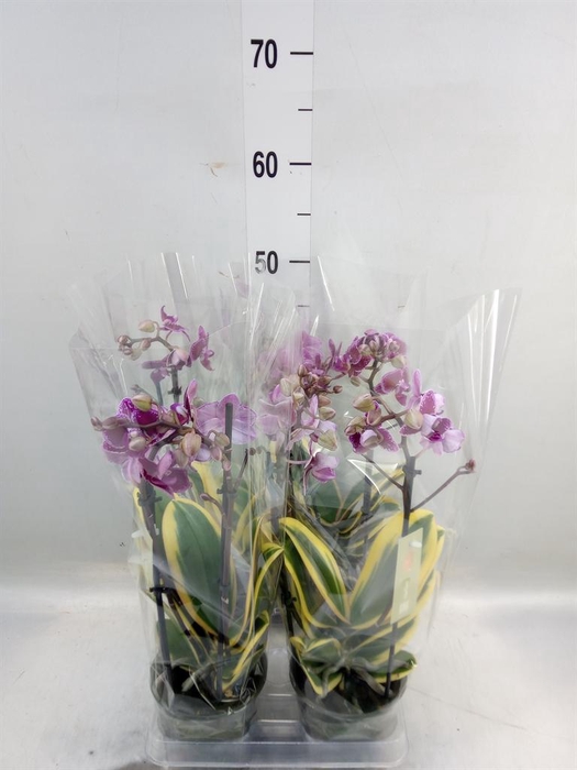 <h4>Phalaenopsis multi. 'Magic Leaf'</h4>