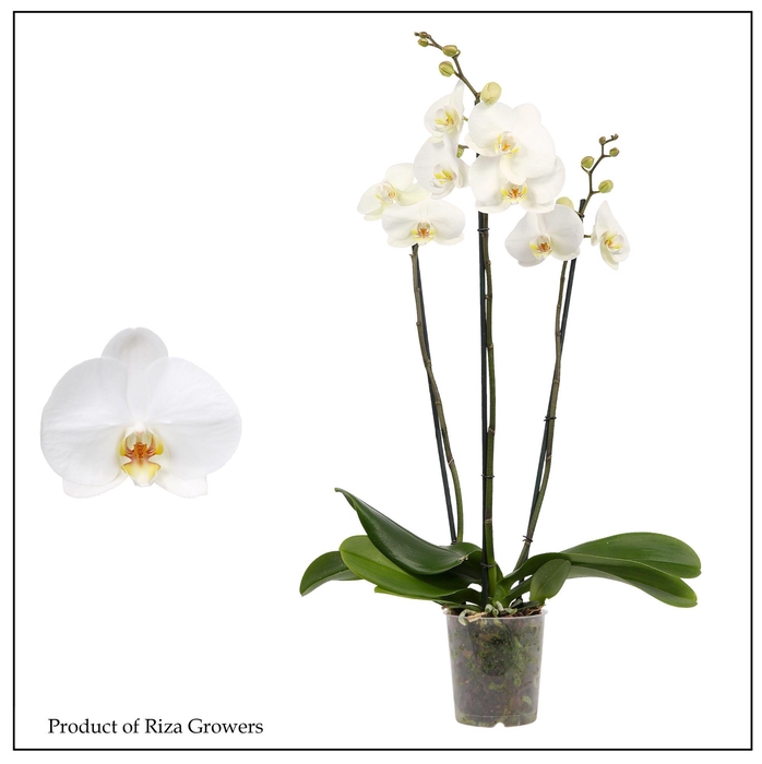 <h4>PHAL OV WIT</h4>