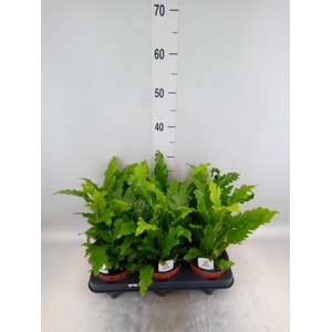 Asplenium nidus 'Campio'