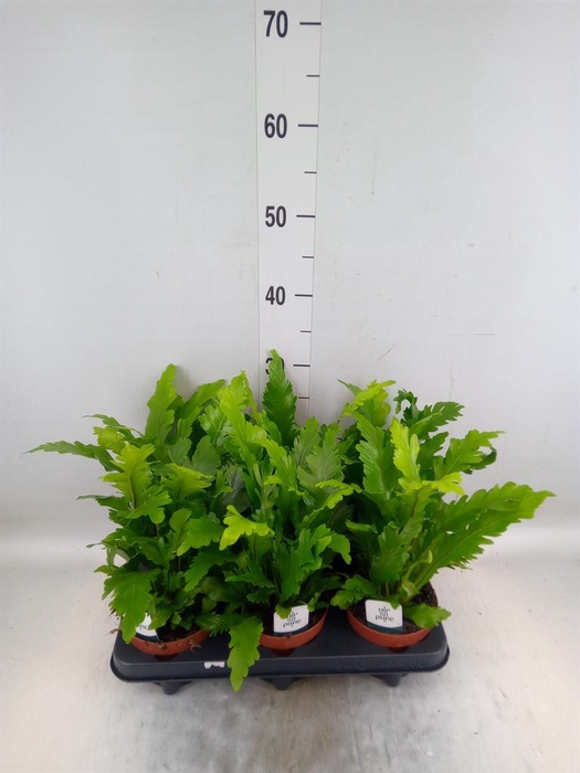 <h4>Asplenium nidus 'Campio'</h4>