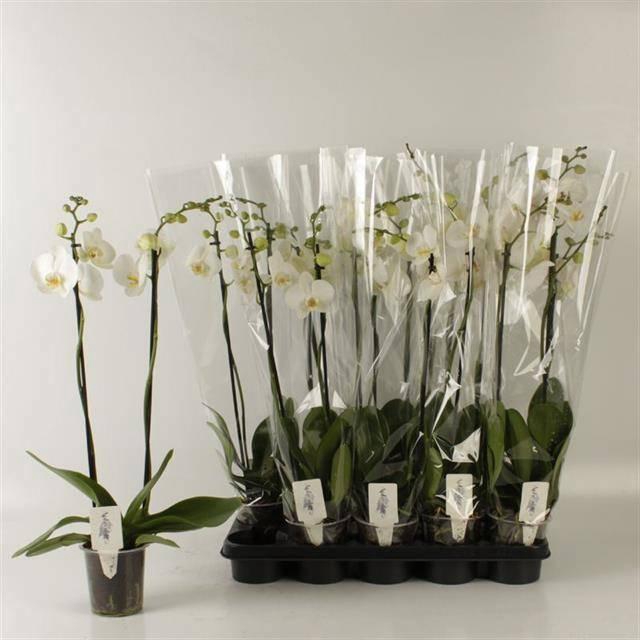 <h4>PHAL OV WIT</h4>