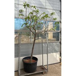 FICUS CARICA