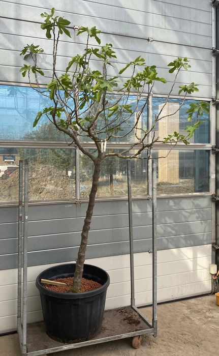 <h4>FICUS CARICA</h4>