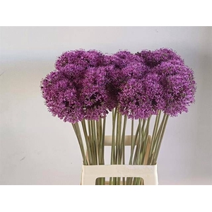 ALLIUM GLADIATOR