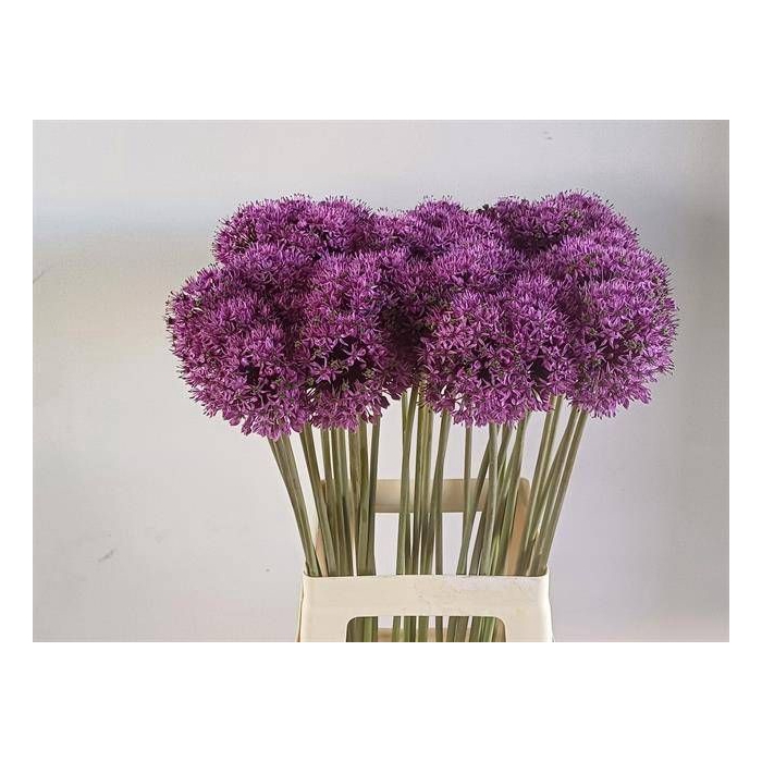 <h4>ALLIUM GLADIATOR</h4>