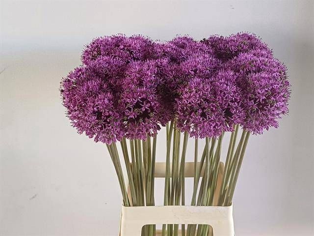 <h4>ALLIUM GLADIATOR</h4>