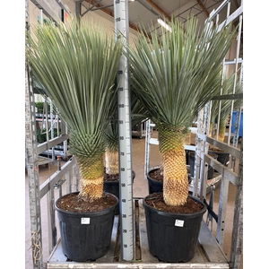 YUC ROSTRATA