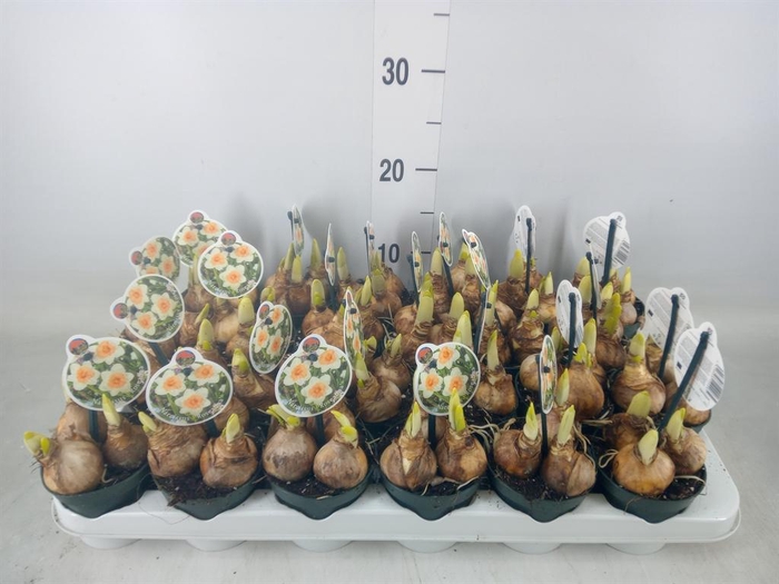 <h4>Narcissus   ...</h4>