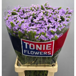 Lim S Tonie Lavender