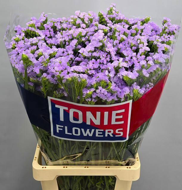 <h4>Lim S Tonie Lavender</h4>