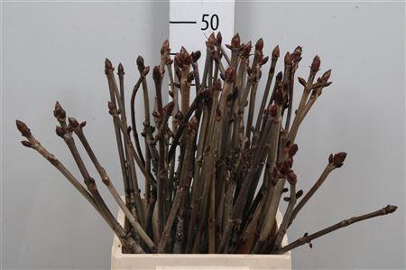 <h4>Aesculus Hippoc Tak</h4>