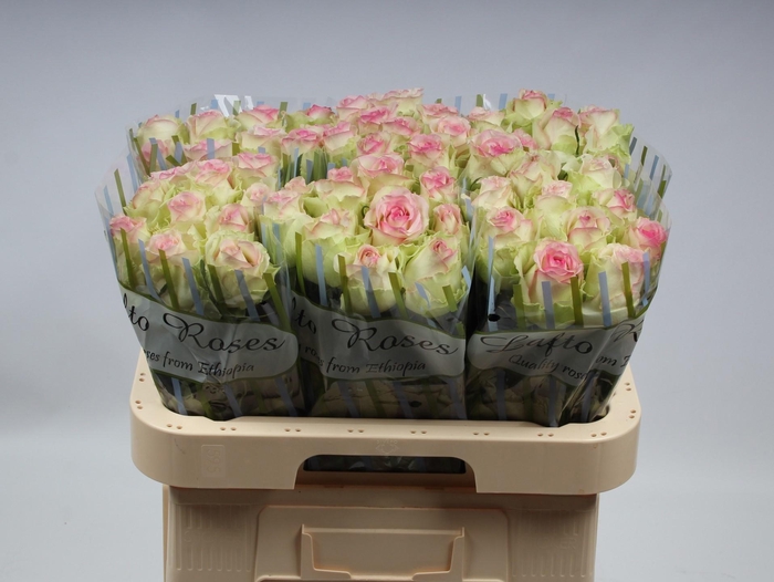 <h4>R GR PINK JOURNEY</h4>