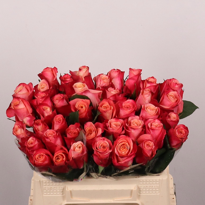 <h4>R GR HELENE</h4>