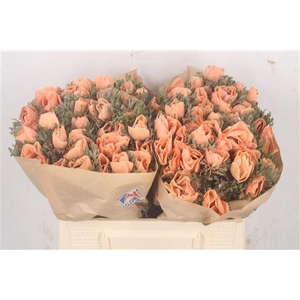 Anemone Powder Orange