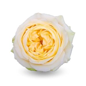 R Gr Garden Catalina