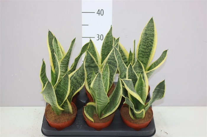<h4>Sansevieria Tr Futura Superba</h4>