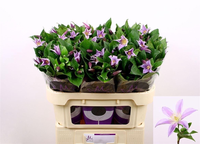 <h4>Clem Star River</h4>