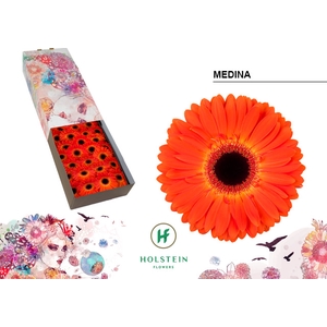 Gerbera Medina Doos