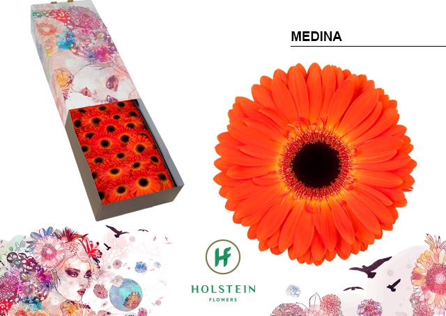 <h4>Gerbera Medina Doos</h4>