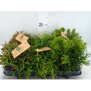 Rhipsalis   ...mix