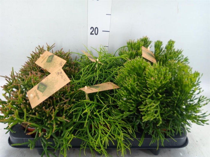 <h4>Rhipsalis   ...mix</h4>