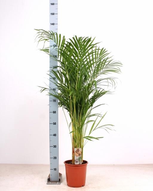 <h4>DYPSIS LUTESCENS</h4>