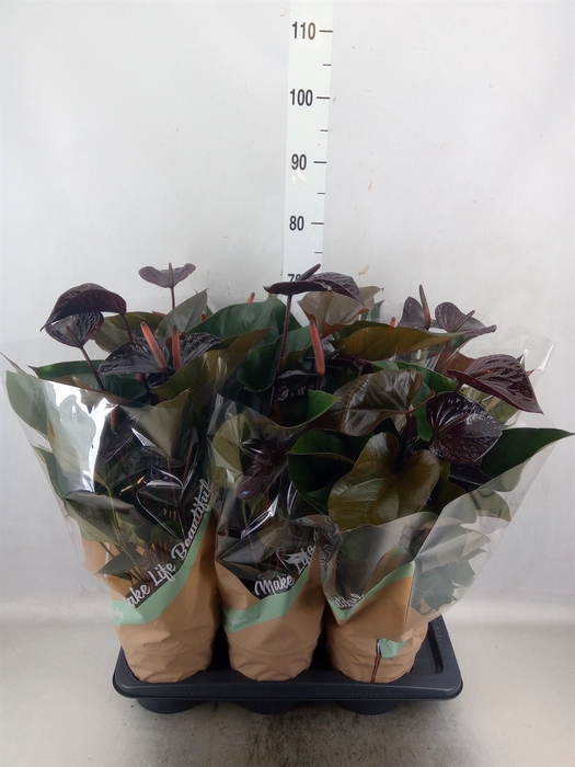 <h4>Anthurium andr. 'Beauty Black'</h4>