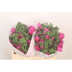 Anemone Mistral Fuchsia