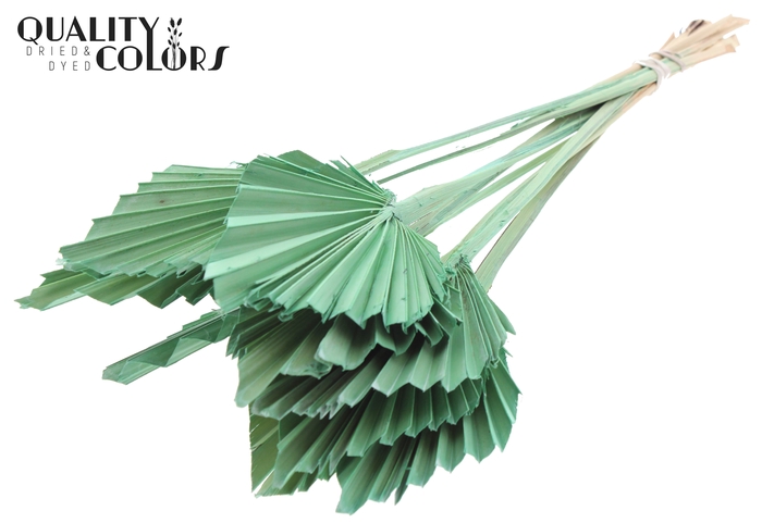 Palm Spear per stem Frosted Mint Green