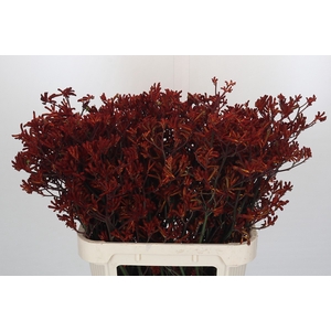 Kangaroo Paw Red Velvet