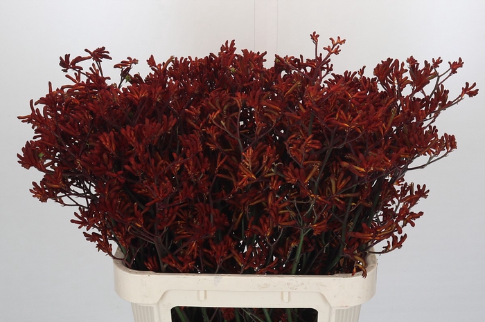 <h4>Kangaroo Paw Red Velvet</h4>