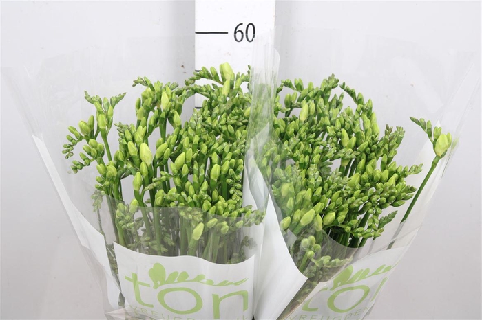 <h4>Fr En Diamond River</h4>