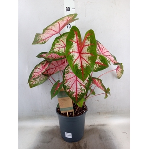Caladium   ...