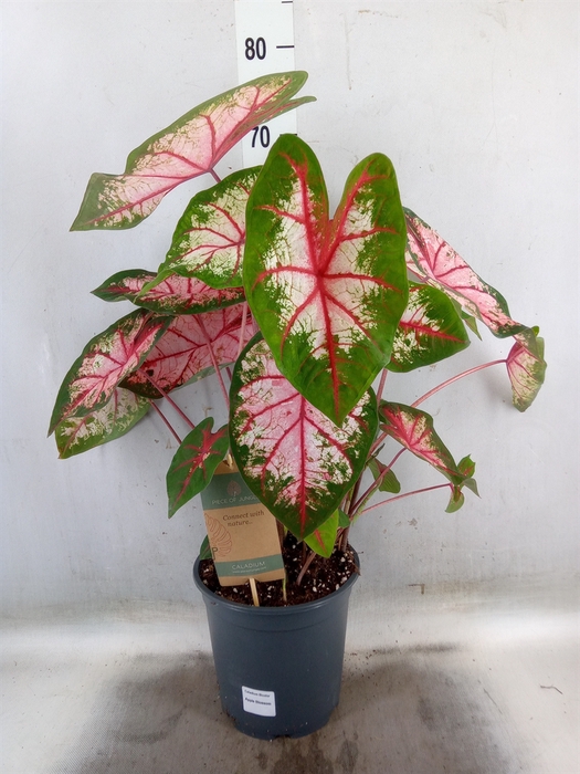 <h4>Caladium   ...</h4>