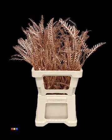 <h4>Grevillea Ivanhoe Copper</h4>