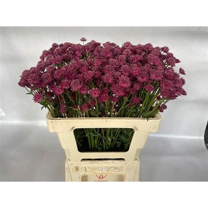 Astrantia Capri