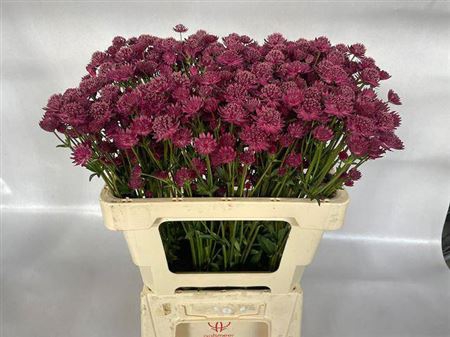 <h4>Astrantia Capri</h4>