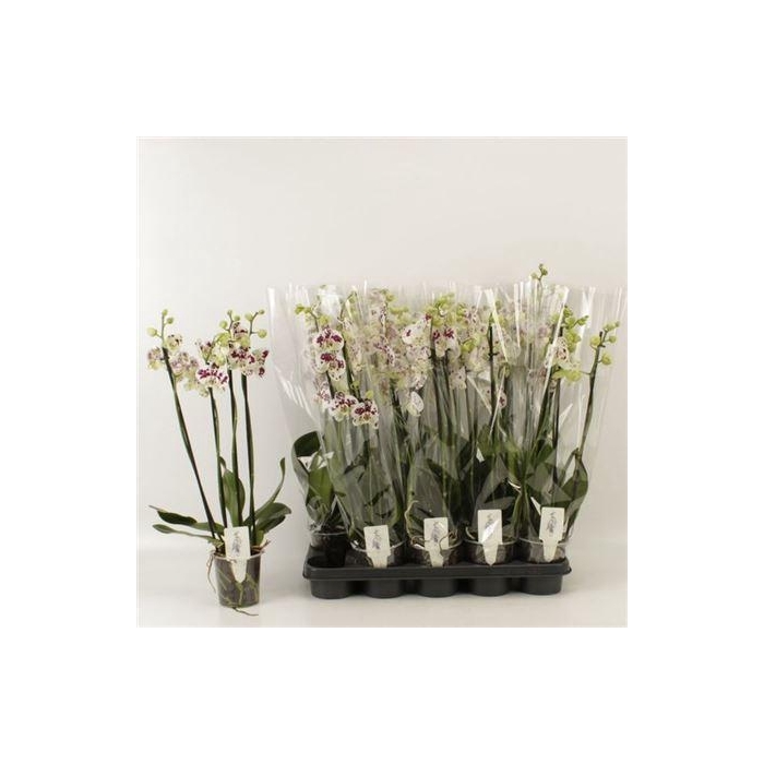 <h4>** Phal An Marrakesh 4 Branches 24+ * Winter Promo</h4>