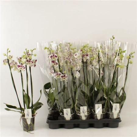** Phal An Marrakesh 4 Branches 24+ * Winter Promo