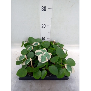 Pilea peperomioides
